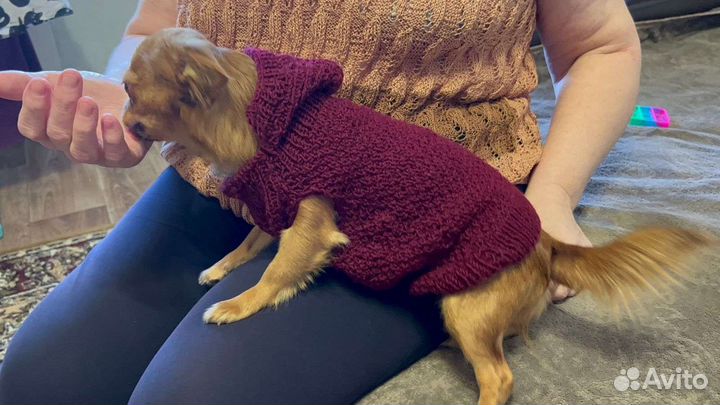 Вязанная одежда для животных