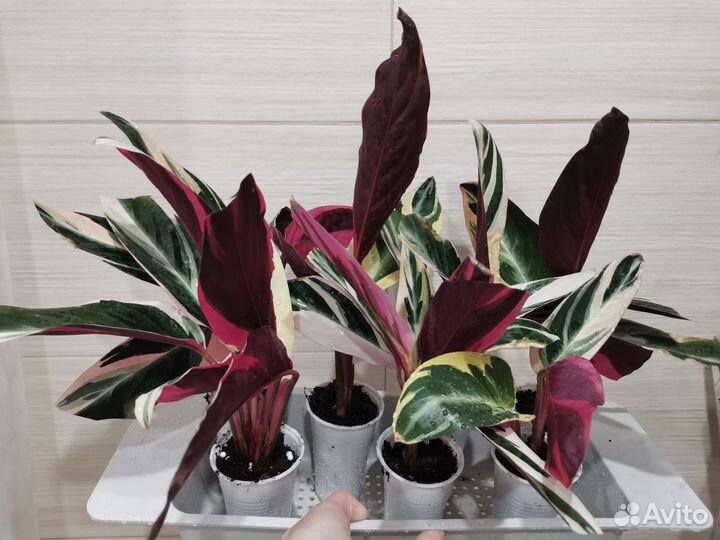 Строманта (бронь до понедельника')