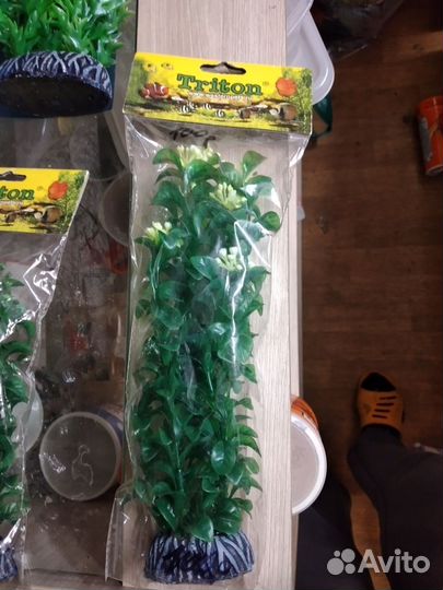 Водоросли для аквариума