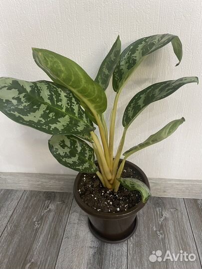 Аглонема Амазон Сильвер