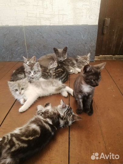 Кошки шотландцы