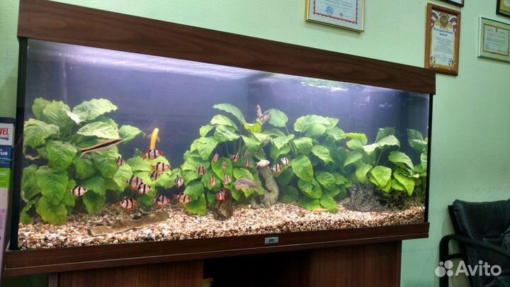 Обслуживание (чистка) аквариумов