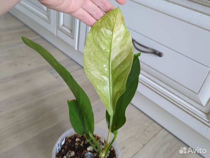 Антуриум декоративно лиственный