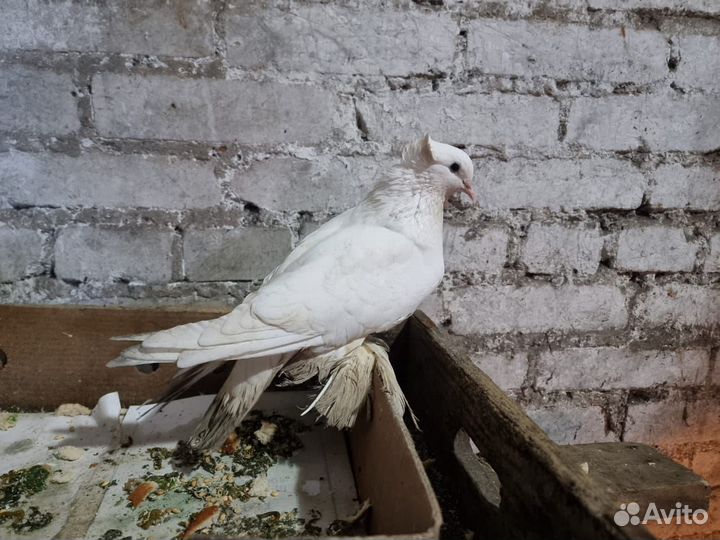 Голубь белый