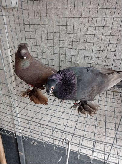 Узбекские голуби