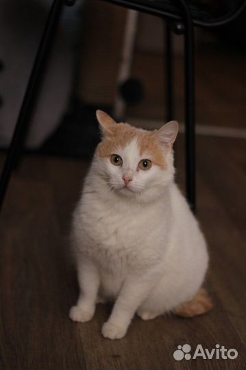 Кошка Молли