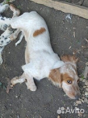 Щенок Английского сеттера