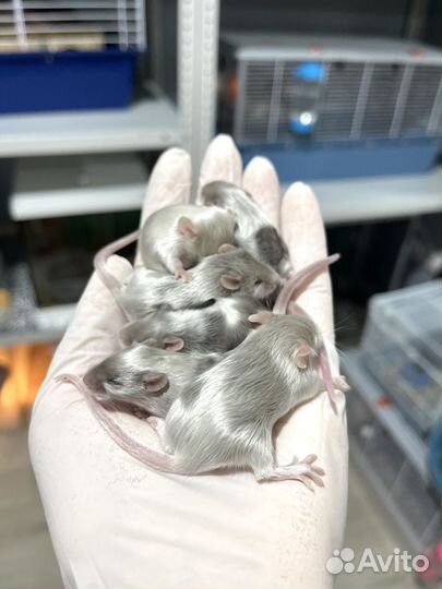 Мышки Тексельные Сатиновые Розетки