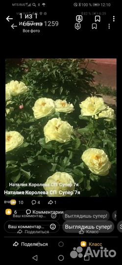 Пион желтый саженцы Бартцелла