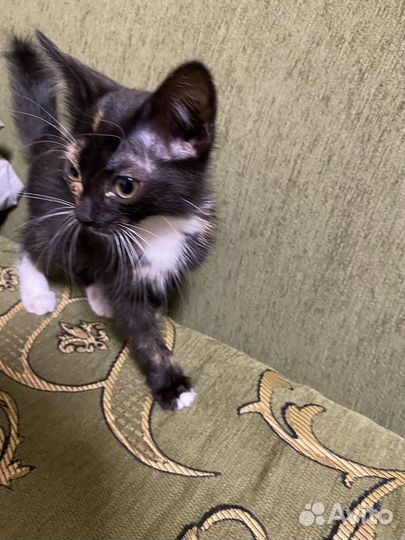 Котенок в добрые руки бесплатно