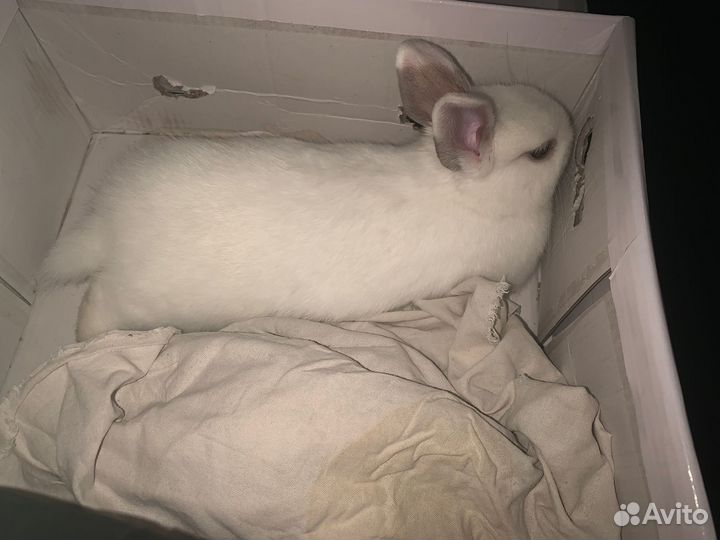 Декоративные кролики