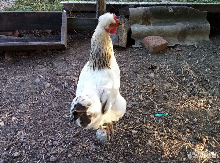 Петушки Доминант на племя