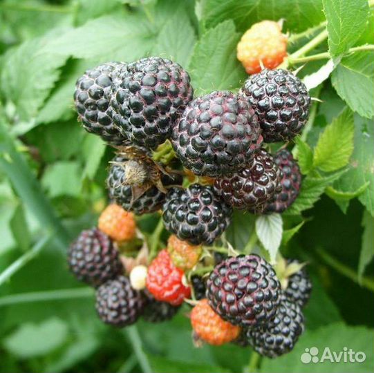 Малина черноплодная кумберленд