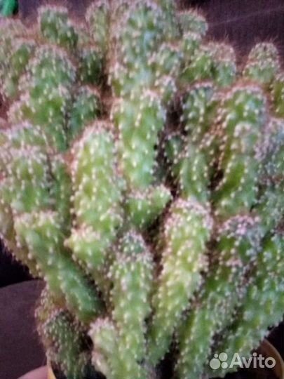 Кактус цериус