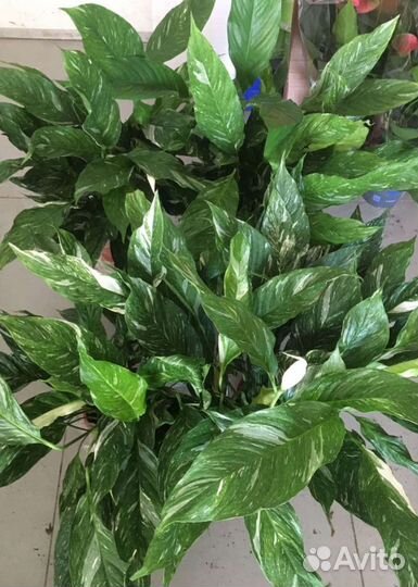 Спатифиллум даймонд