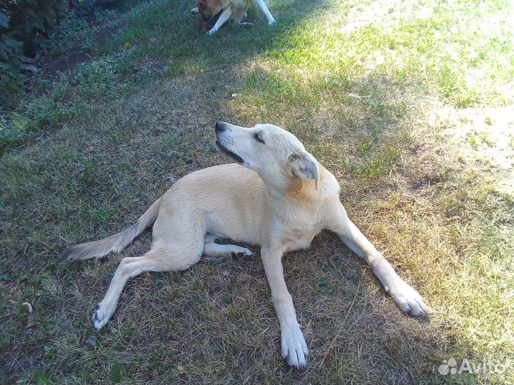 Щенята в добрые руки