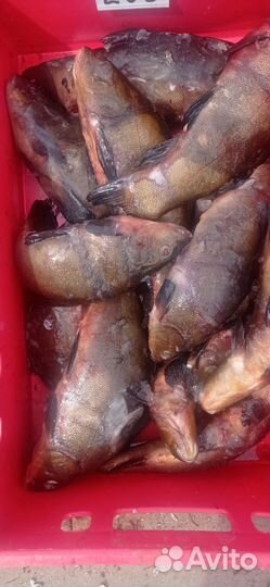 Свежая рыба, чистка, резка, доставка