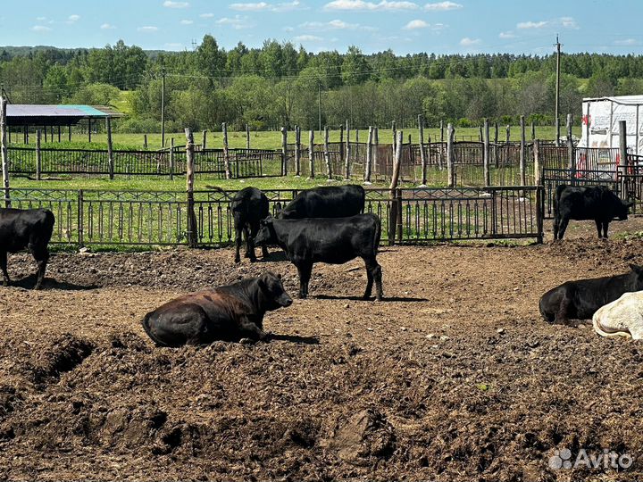 Коровы с телятами