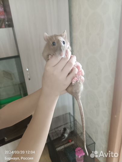 Крыса домашняя