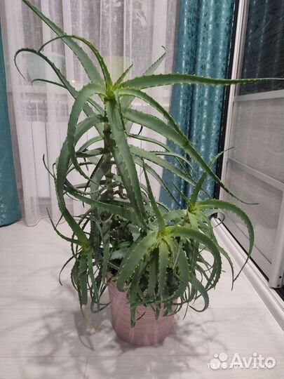 Алоэ лечебный