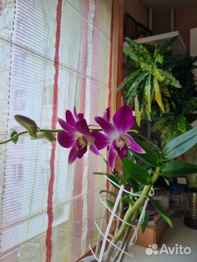 Орхидея дендробиум