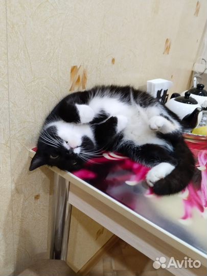 Кошки в добрые руки бесплатно