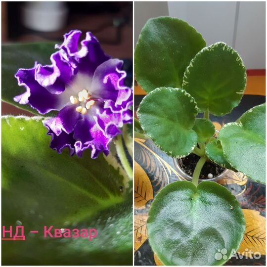 Сортовые фиалки