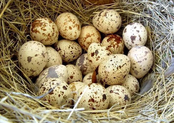 Домашние натуральные продукты