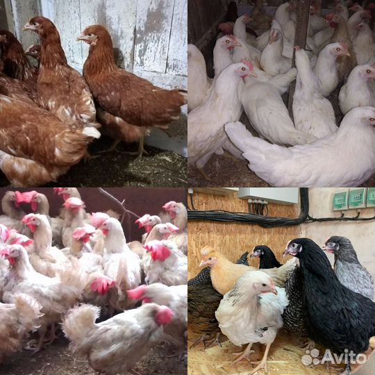 Куры Молодки Несушки