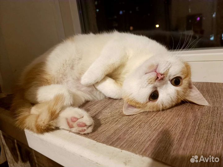 Солнечный котик