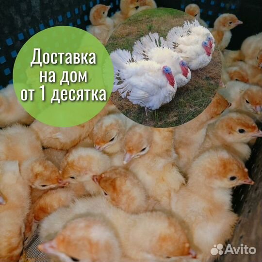 Суточные индюшата Биг6 в ст. Елизаветинской