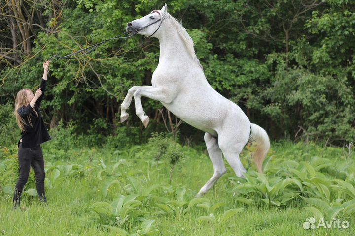 Арабский жеребец-производитель на случку