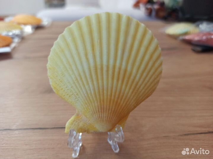 Морская раковина