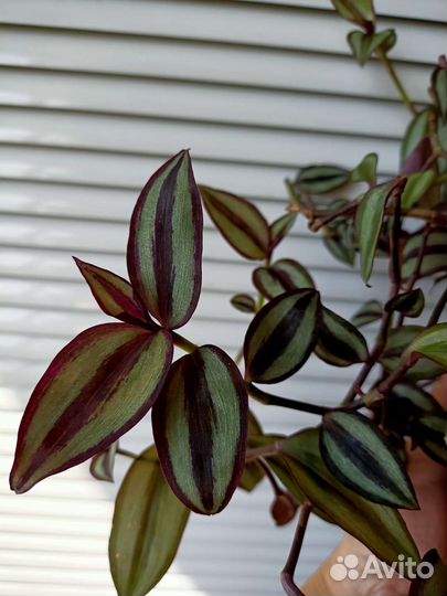 Традесканция зебрина