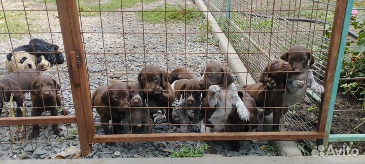 Щенки курцхаара