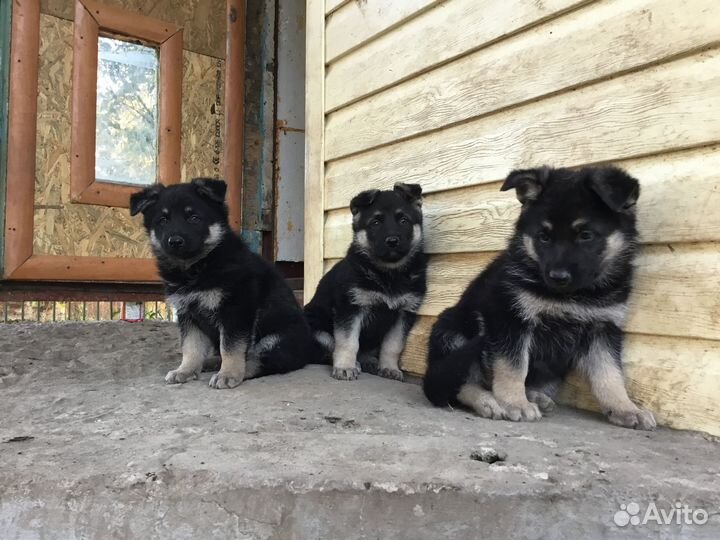 Щенки восточноевропейской овчарки