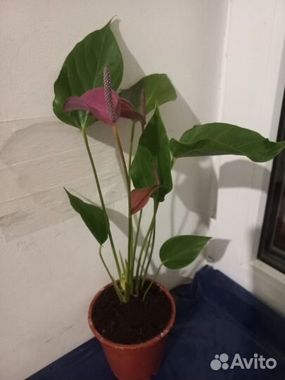 Антуриум карма пурпл