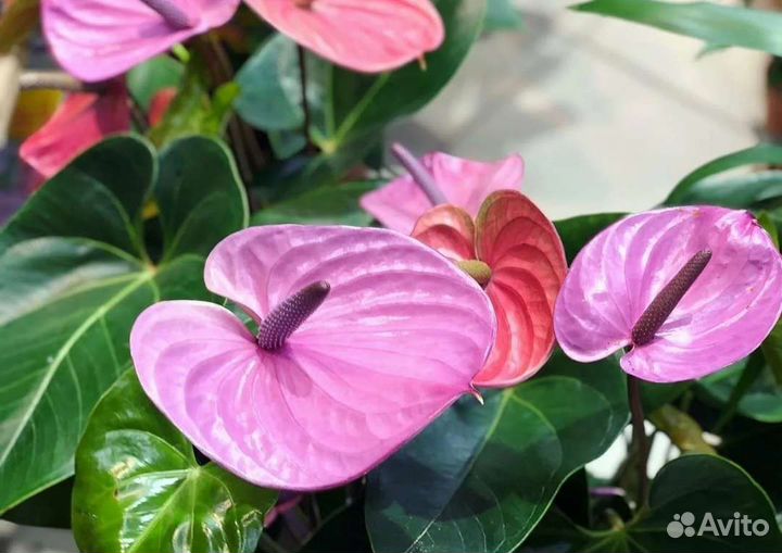 Антуриум Кавалли