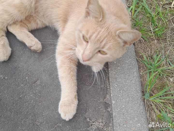 Дам Кота в добрые руки