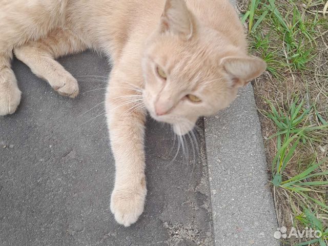 Дам Кота в добрые руки