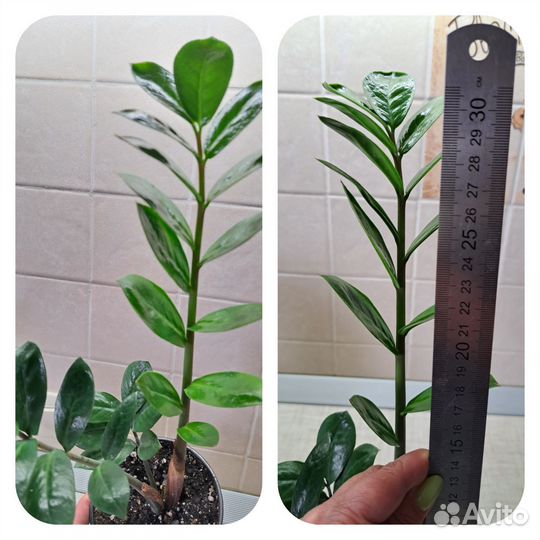 Замиокулькас долларовое дерево