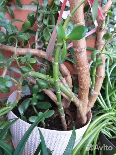 Денежное дерево толстянка крассула