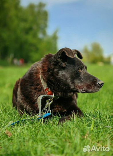 Красавец пес страдает без хозяина
