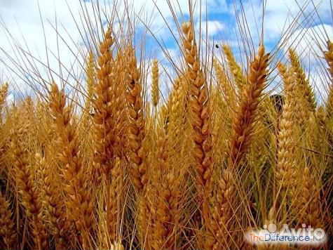 Ячмень пшеница