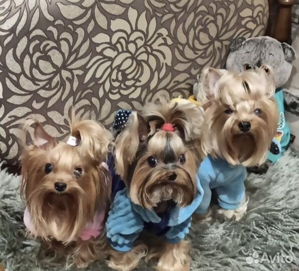 Йоркширский терьер