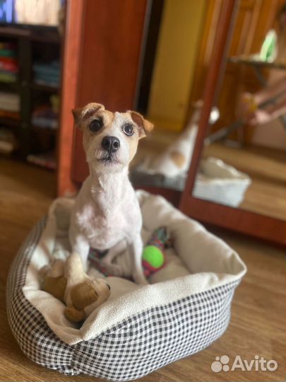 Передержка и выгул домашних животных