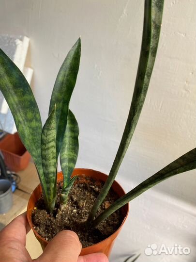 Сансевиерии разные