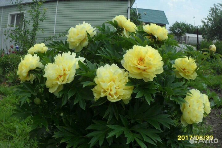 Пион бартзелла Сворд денс