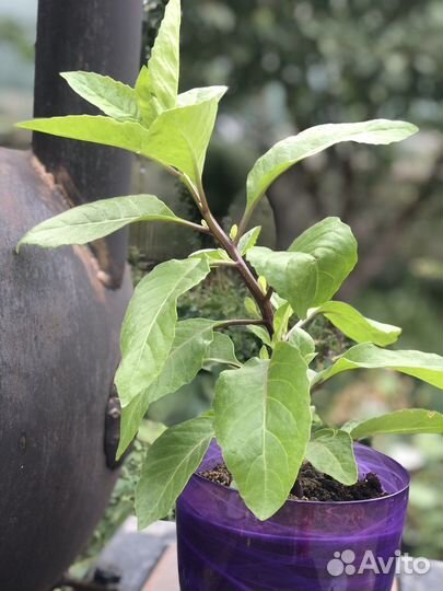 Джинура, Гиностема, Готу Кола,Рассада