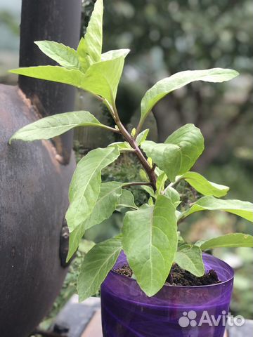 Джинура, Гиностема, Готу Кола,Рассада